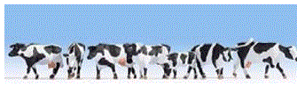 N15725 Black & White Cows ##Out Of Stock##