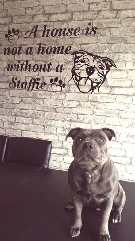 A House Is Not A Home Without A Staffie - Staffie Wall Sticker