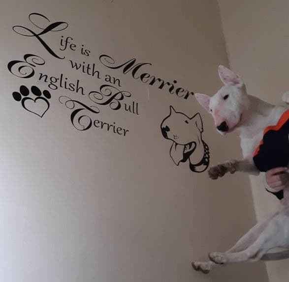 Life Is Merrier With An English Bull Terrier - Wall Sticker