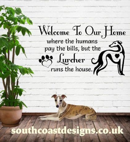 Welcome To Our Home - Where humans pay the bills but the Lurcher runs the house - Or Lurchers